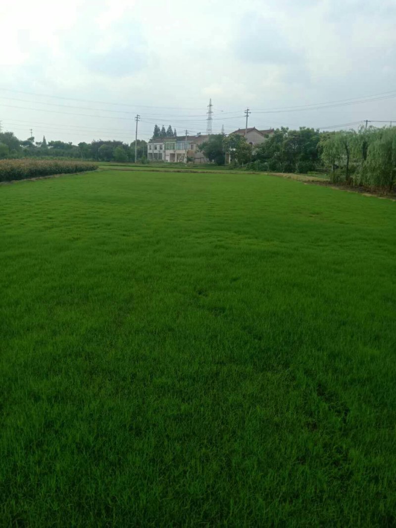 草块状草皮，百慕大草坪，草卷/草块，基地直销，质量保证