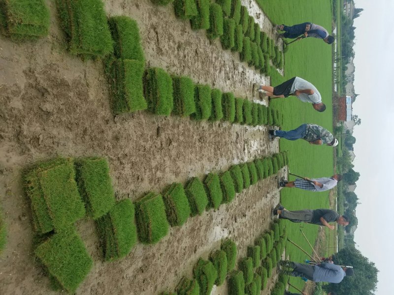 草块状草皮，百慕大草坪，草卷/草块，基地直销，质量保证