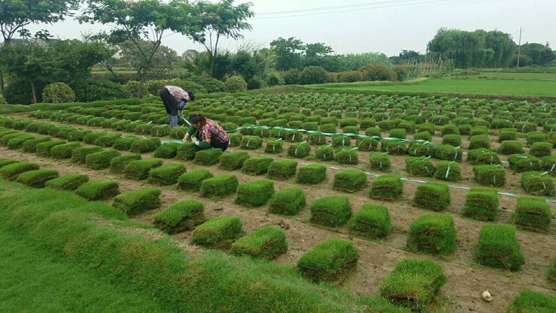 草块状草皮，百慕大草坪，草卷/草块，基地直销，质量保证
