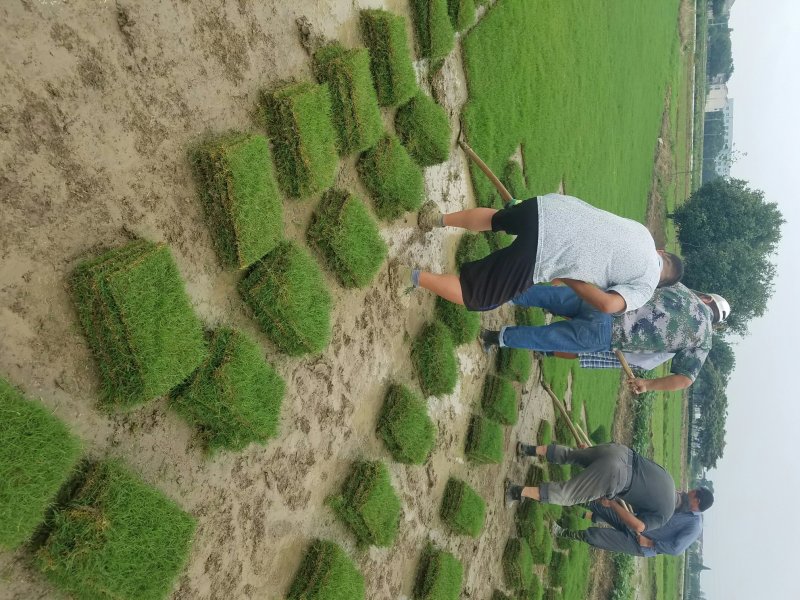 草块状草皮，百慕大草坪，草卷/草块，基地直销，质量保证