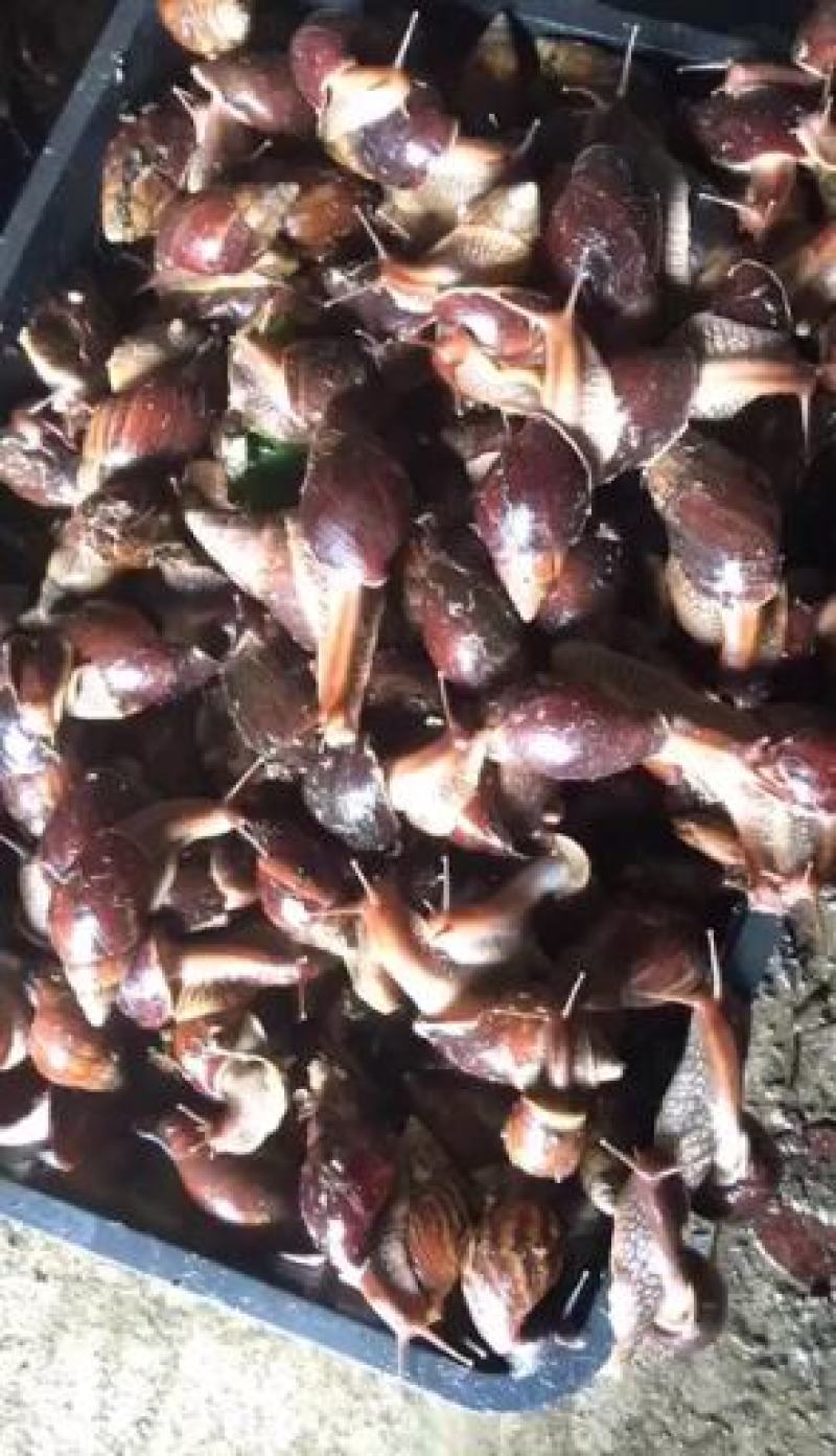 黄肉蜗牛大量有货及出售。。
