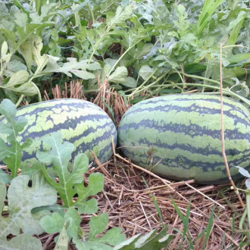 东明庆红宝西己经上市，质量好价格便宜皮薄