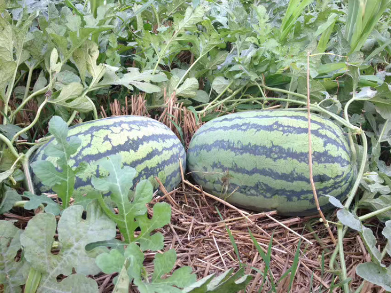 东明庆红宝西己经上市，质量好价格便宜皮薄
