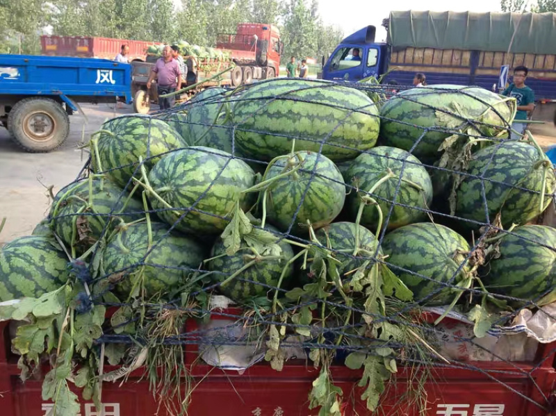 东明庆红宝西己经上市，质量好价格便宜皮薄
