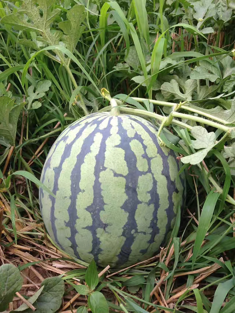 东明庆红宝西己经上市，质量好价格便宜皮薄
