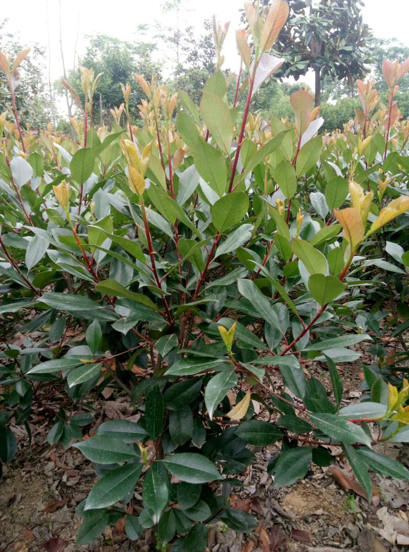 红叶石楠杯苗地栽球地栽树单干球
