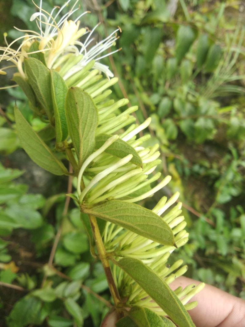 山银花苗今年苗子不错哦！