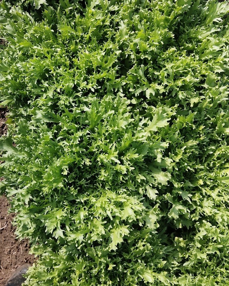 大量散叶生菜，苦菊。