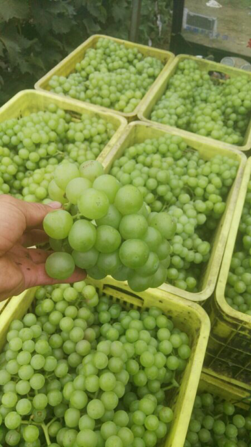 罐头葡萄青无核8611罐头厂葡萄加工水果罐头