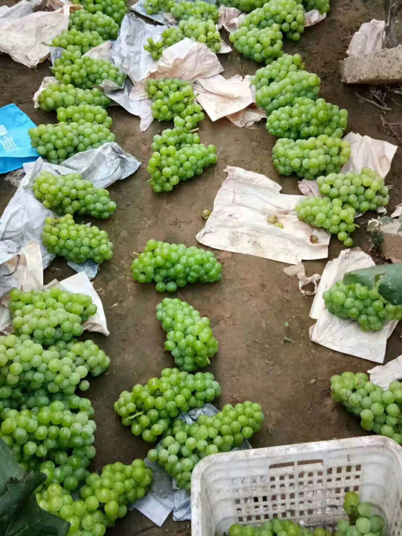 罐头葡萄青无核8611罐头厂葡萄加工水果罐头