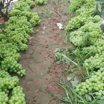 罐头葡萄青无核8611罐头厂葡萄加工水果罐头