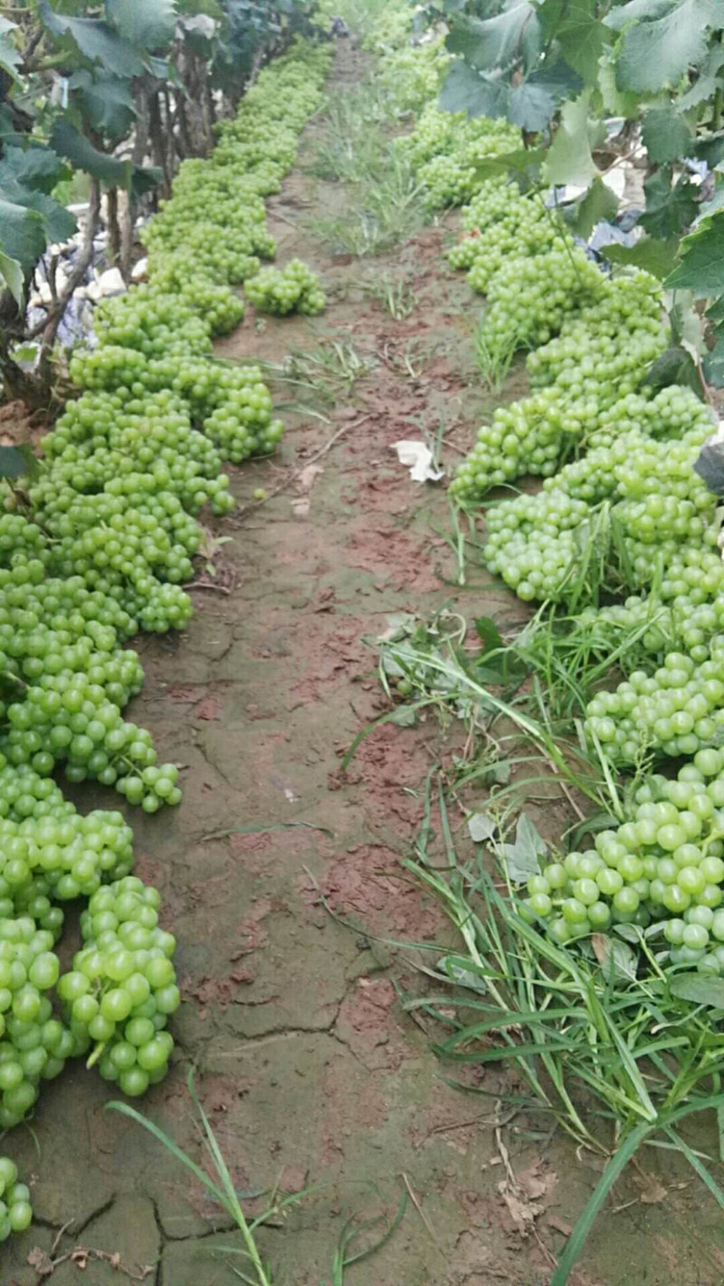 罐头葡萄青无核8611罐头厂葡萄加工水果罐头