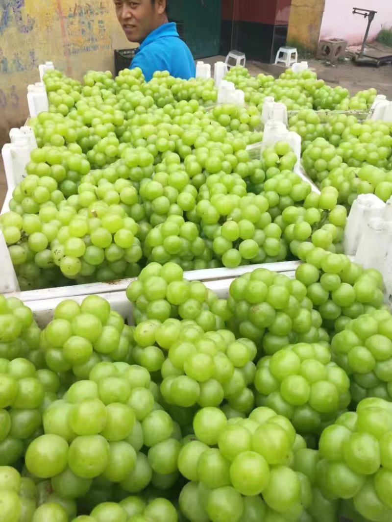 罐头葡萄青无核8611罐头厂葡萄加工水果罐头