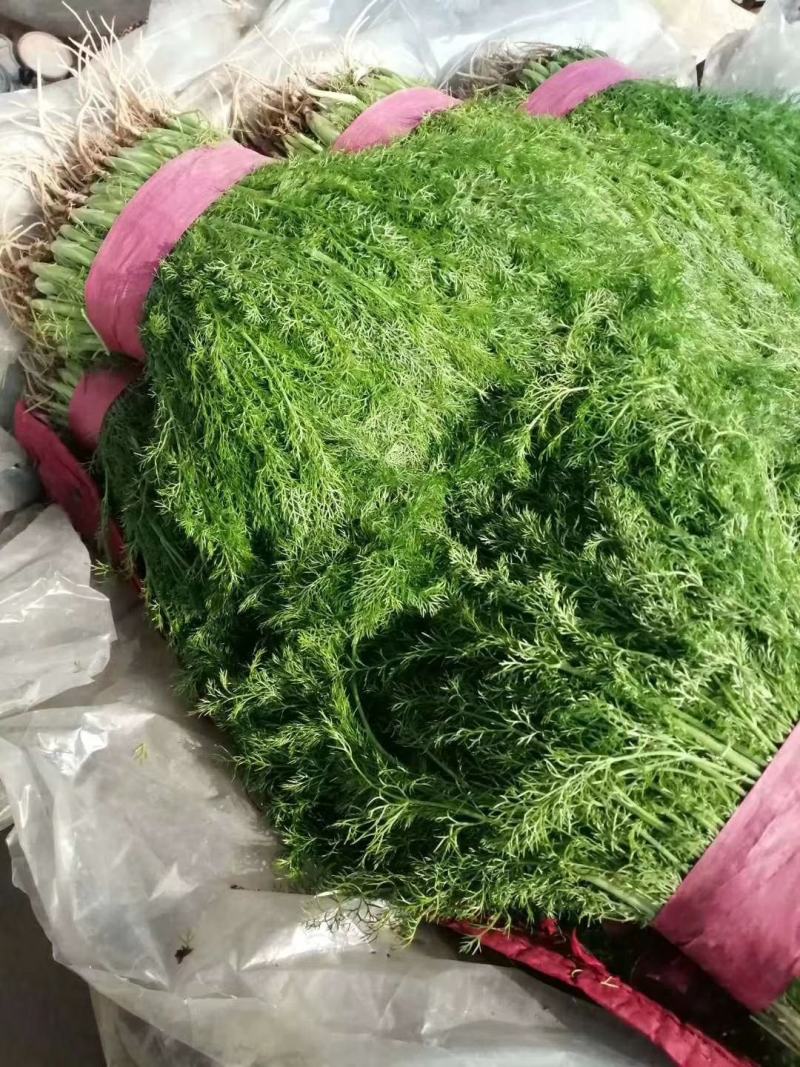 茴香苗《精品小茴香，货源充足，质量保证》