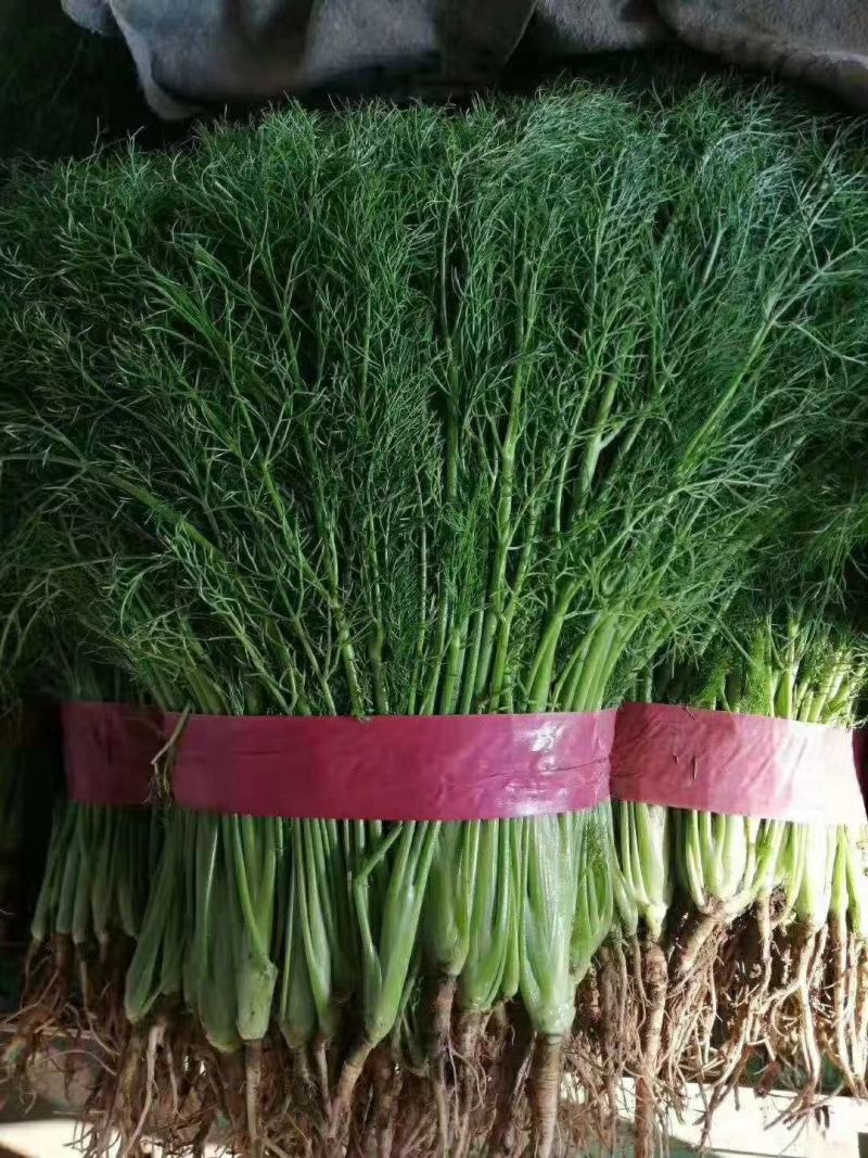 茴香苗《精品小茴香，货源充足，质量保证》