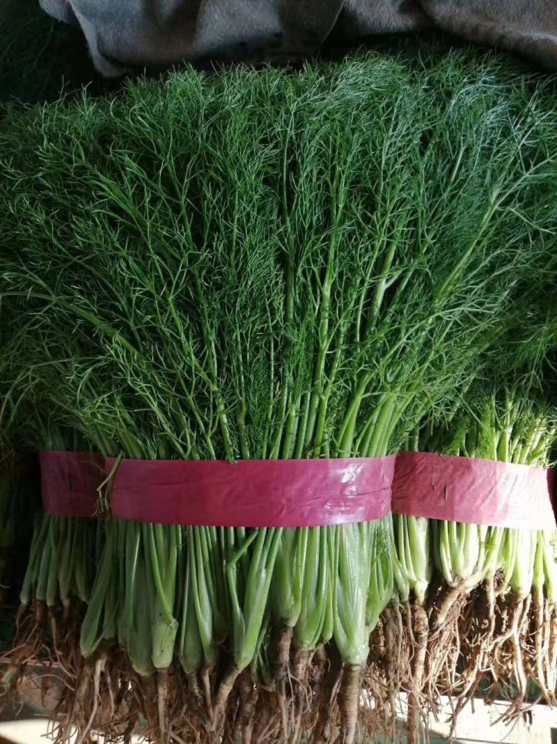 茴香苗《精品小茴香，货源充足，质量保证》