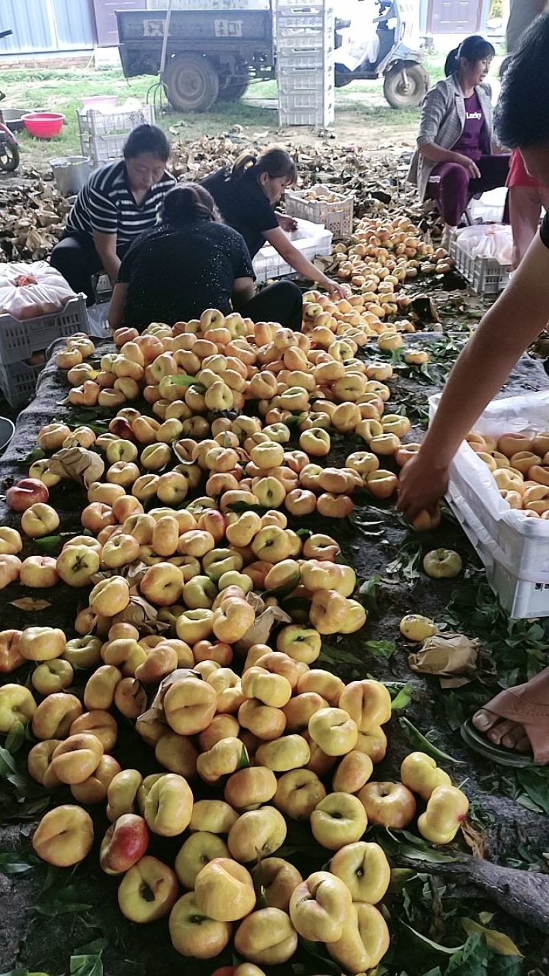 黄潘桃