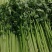 山东泰安，精品香芹，质量杠杠滴，一手货源，提供一条龙服务