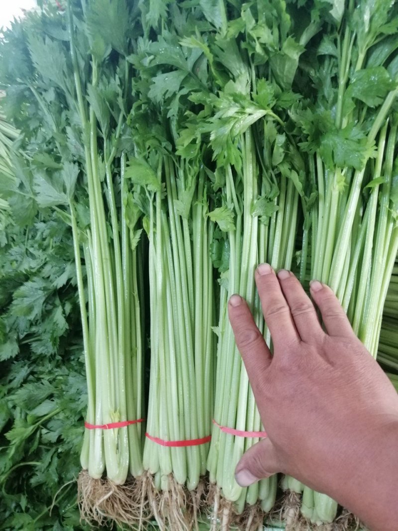 山东泰安，精品香芹，质量杠杠滴，一手货源，提供一条龙服务