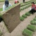 绿化草坪，矮生百慕大草坪，基地直销草坪，量大