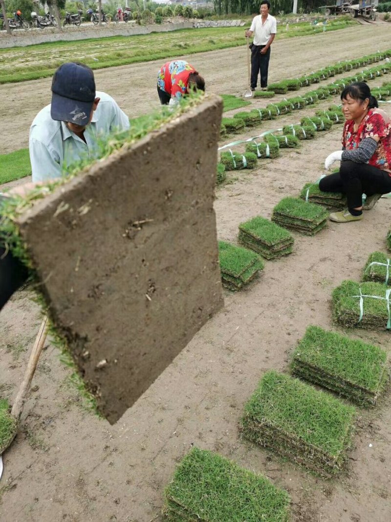 绿化草坪，矮生百慕大草坪，基地直销草坪，量大