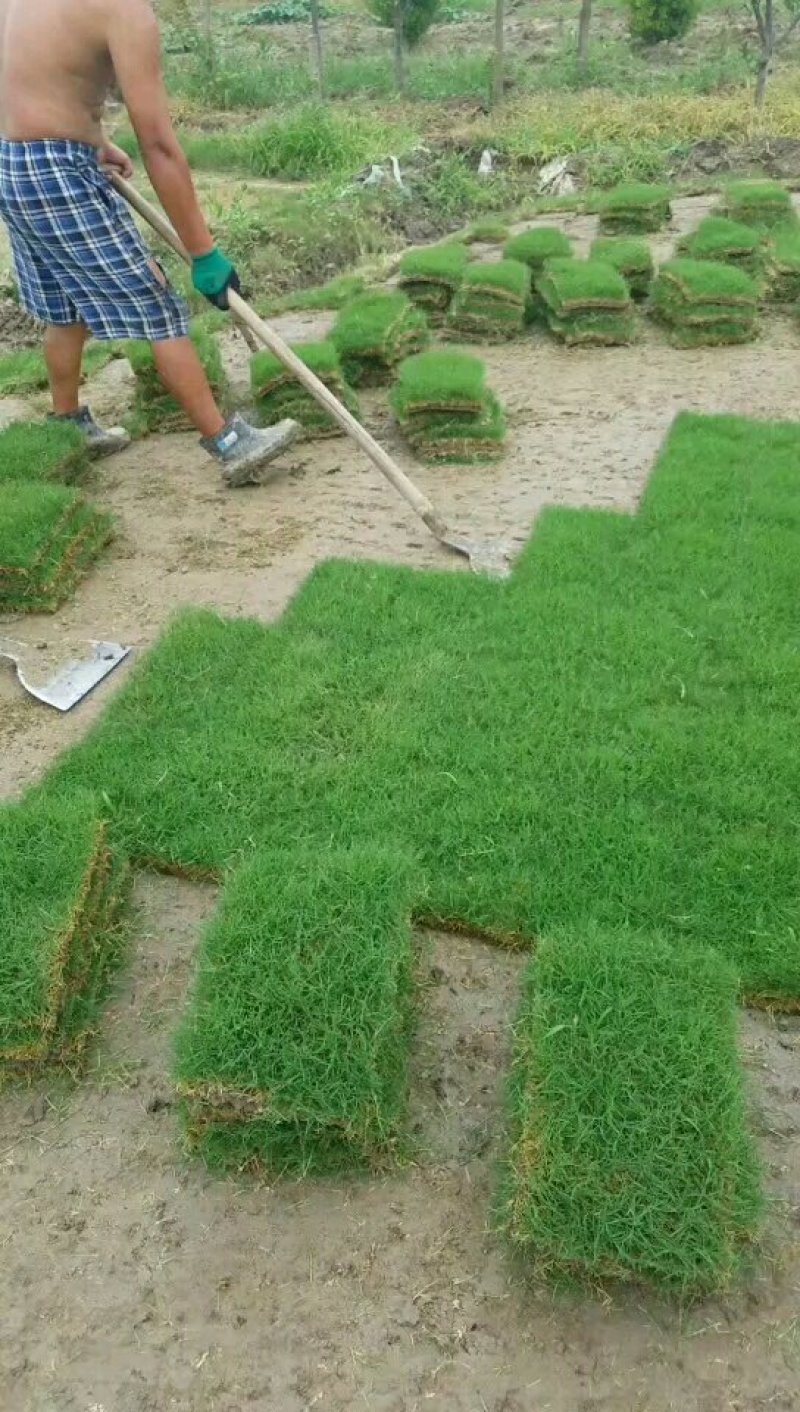 绿化草坪，矮生百慕大草坪，基地直销草坪，量大