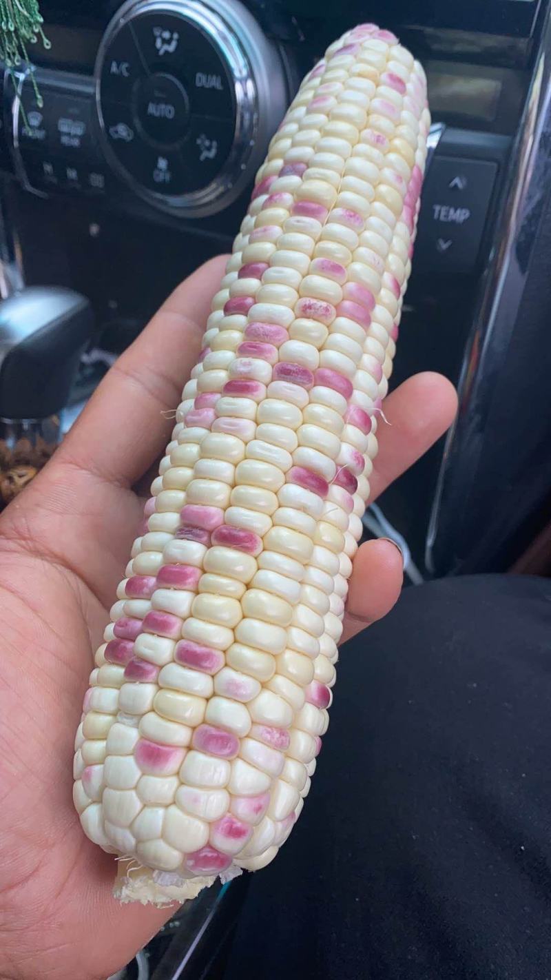 河南糯玉米彩糯玉米花玉米新品上市代发全国