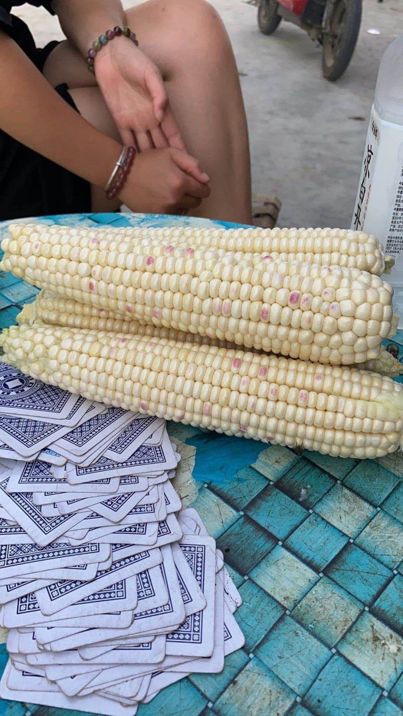 河南糯玉米彩糯玉米花玉米新品上市代发全国