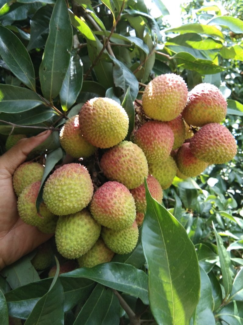 广东精品黄肉干包菠萝蜜，产地值供一手货源，包大饱满口感清