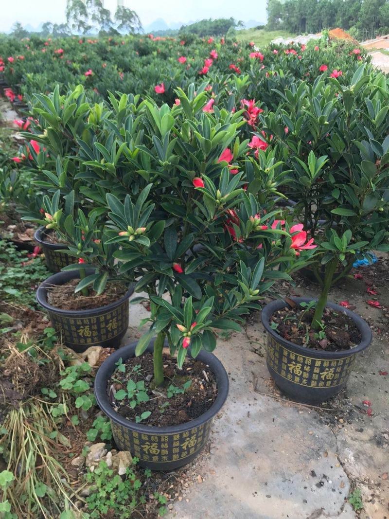 长期大量批发四季红山茶杯苗，盆苗