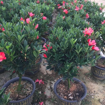 长期大量批发四季红山茶杯苗，盆苗