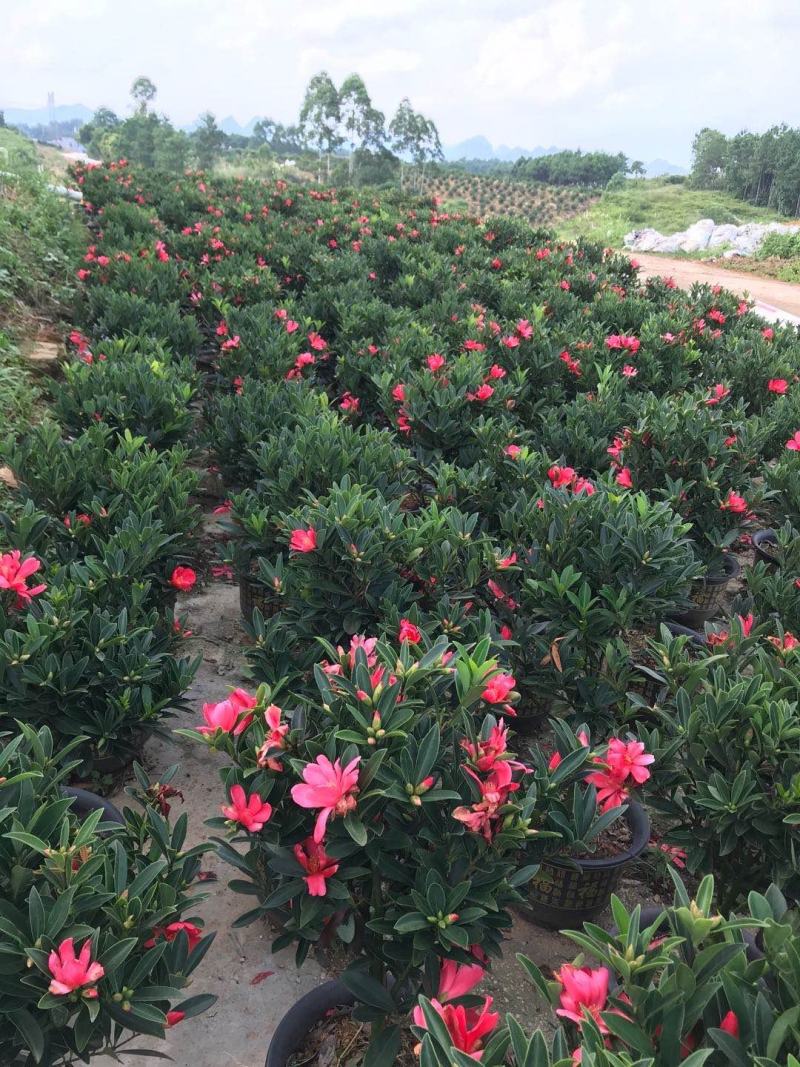 长期大量批发四季红山茶杯苗，盆苗