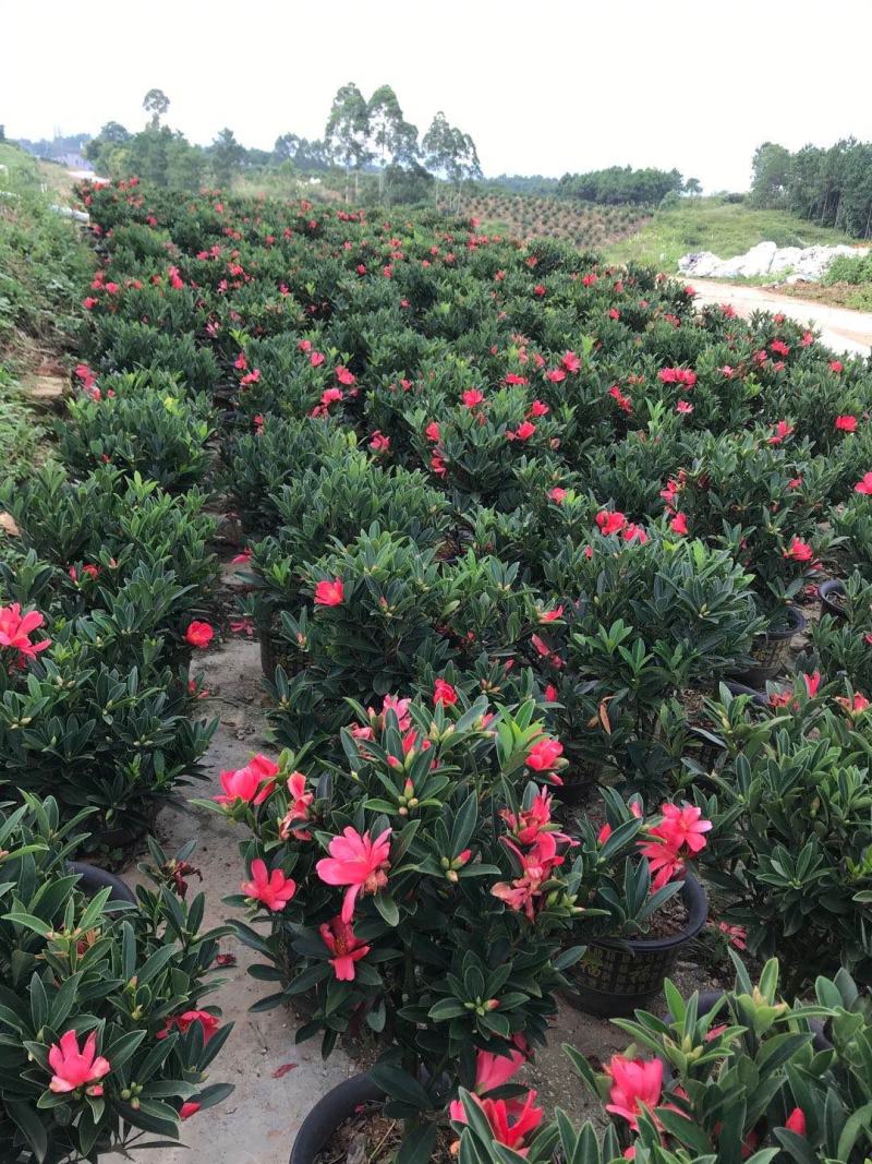 长期大量批发四季红山茶杯苗，盆苗