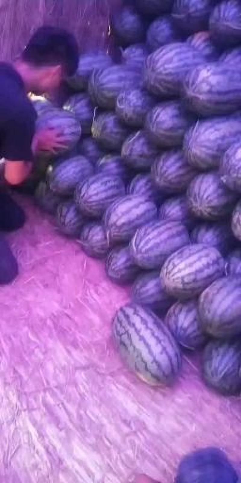 【热卖】河南冠龙西瓜量大从优包熟包甜欢迎咨询选购