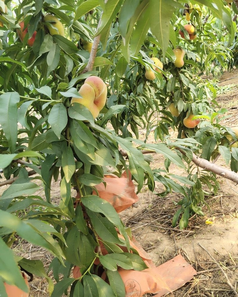 蟠桃毛蟠桃黄金蟠桃菠萝香甜多汁脆爽黄肉毛蟠桃