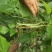 无筋豆无丝豆架豆王干豆角脱水豆角豆王