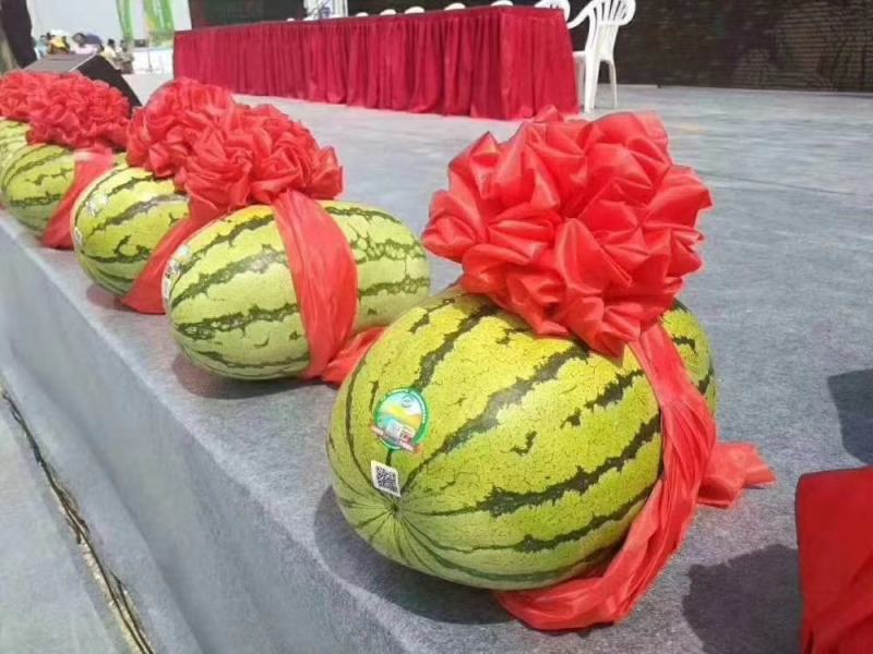 【推荐】宁夏金城5号西瓜包熟包甜一条龙服务欢迎来电咨询