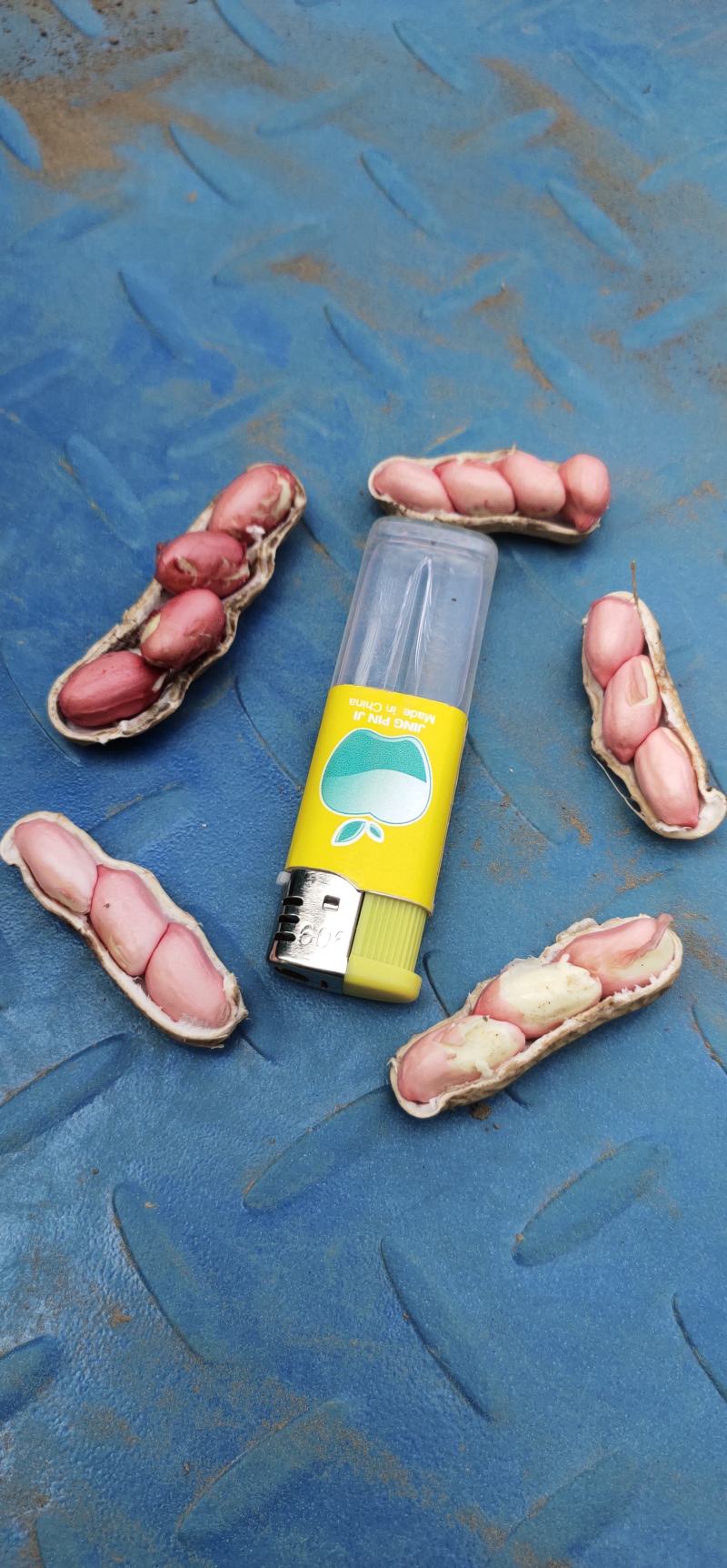 开封沙地鲜花生，过筛子精品，手选果，颗粒饱满产地大量