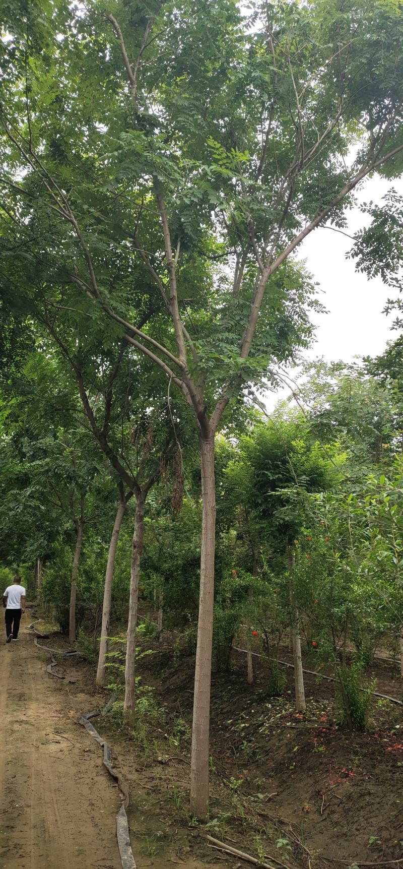 栾树，北栾树，南栾树，黄山栾树，产地直销量大从优