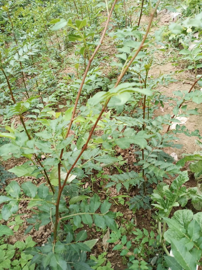 大量现货供应优质正宗大红袍花椒苗，根茎粗根系旺盛成活率高
