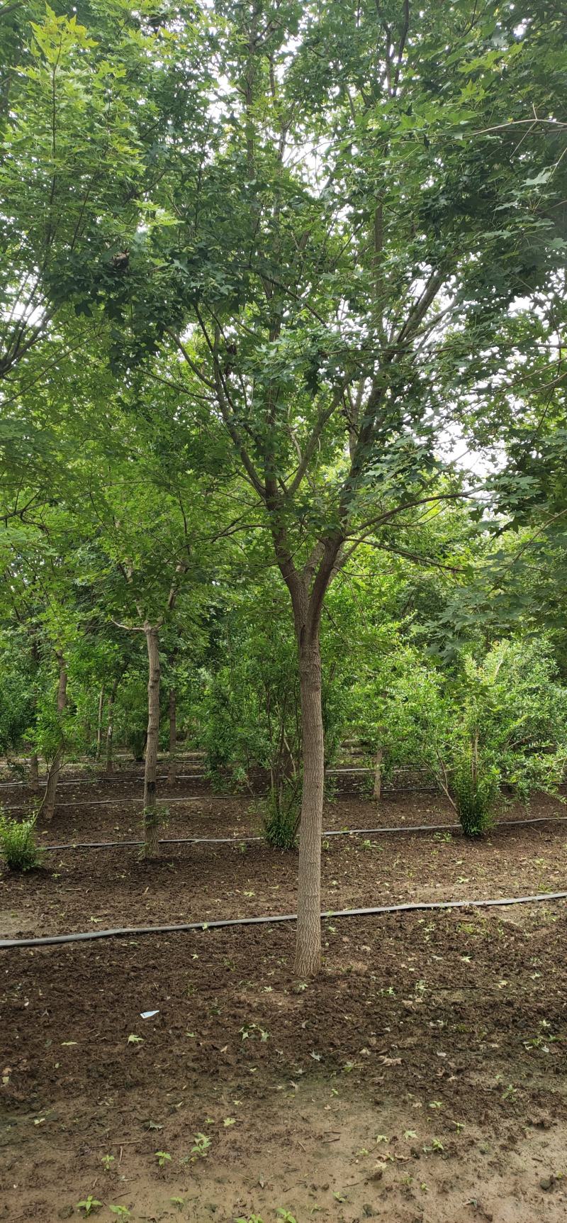 精品元宝枫基地直销薄利多销欢迎选购