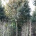 精品元宝枫基地直销薄利多销欢迎选购