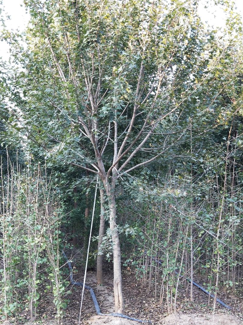 精品元宝枫基地直销薄利多销欢迎选购