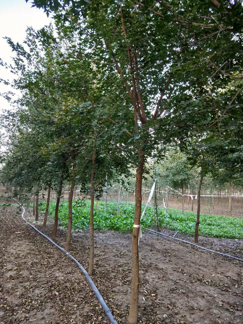 精品元宝枫基地直销薄利多销欢迎选购