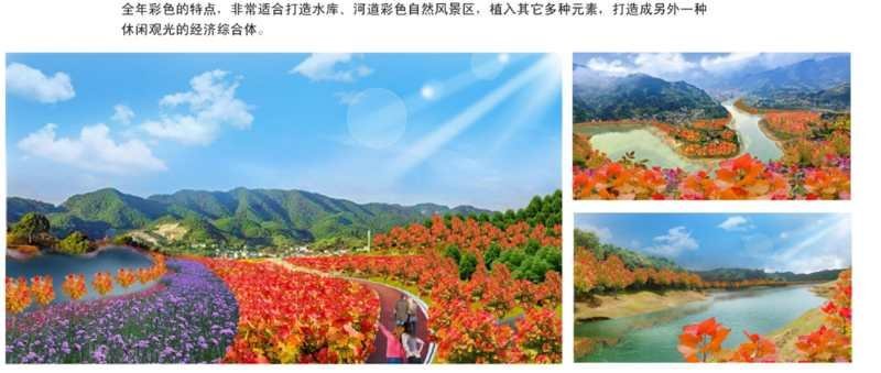 千红彩杨供应，冠彩叶杨供应，红叶杨供应，彩叶杨供应、批发
