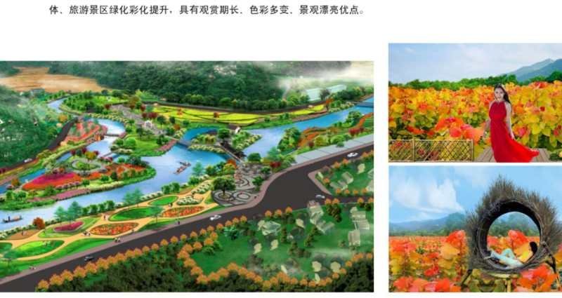 千红彩杨供应，冠彩叶杨供应，红叶杨供应，彩叶杨供应、批发