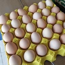 微山湖土鸡蛋质量好价格优常年有货欢迎老板前来采购