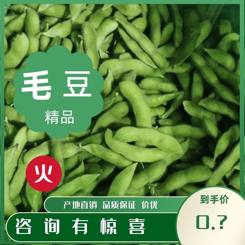万亩毛豆基地、大青豆、翠绿宝、小寒王、绿宝石毛豆大量供应