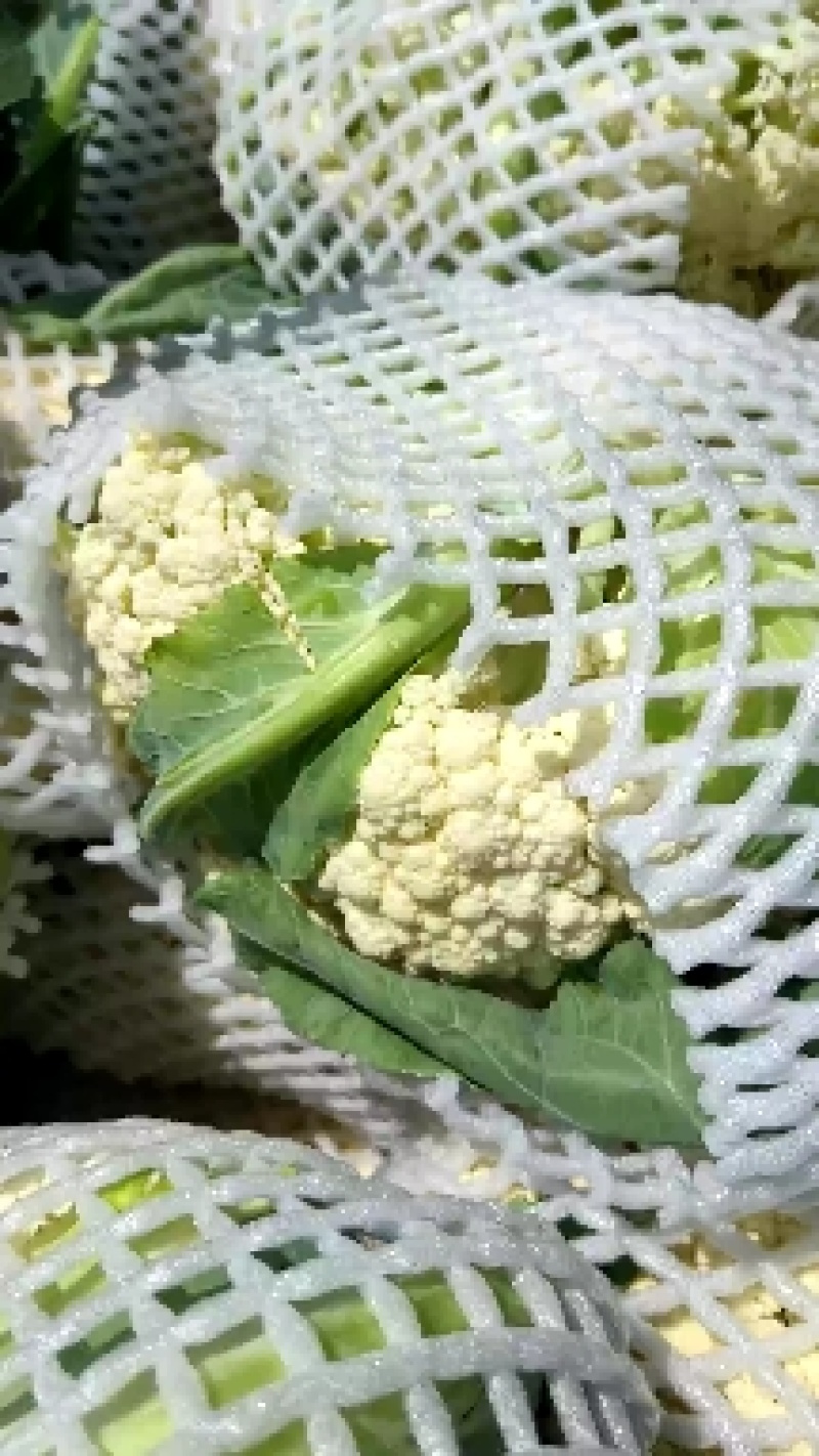 常年菜花松花菜。有机花80天。青梗散花