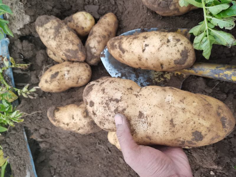 v7土豆产地直发河北土豆合作社货源稳定价格优